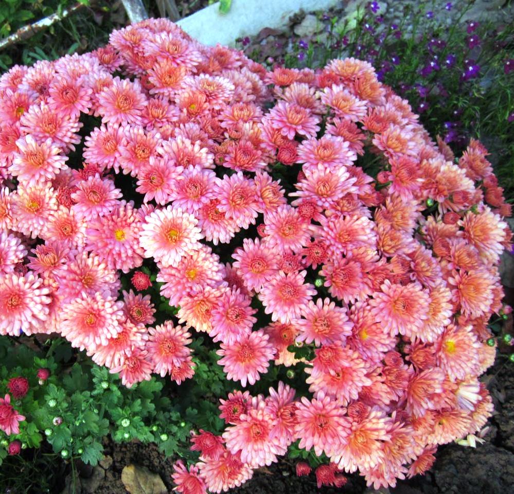 Хризантема мультифлора Бранбич Корал