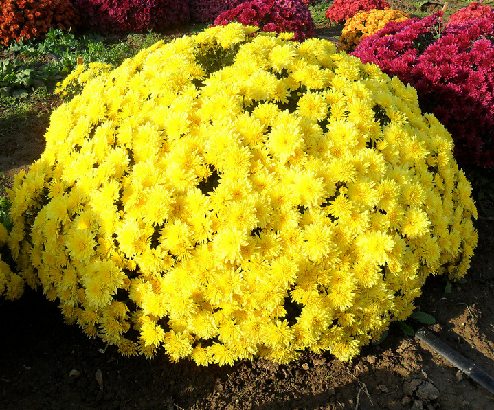 Хризантема мультифлора Бранбич Санни