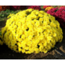 Хризантема мультифлора Бранбич Санни