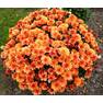 Хризантема мультифлора Бранбич Оранж2