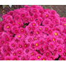 Хризантема мультифлора Бранопал Пурпле