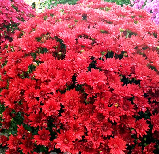 Хризантема мультифлора Бранрояль