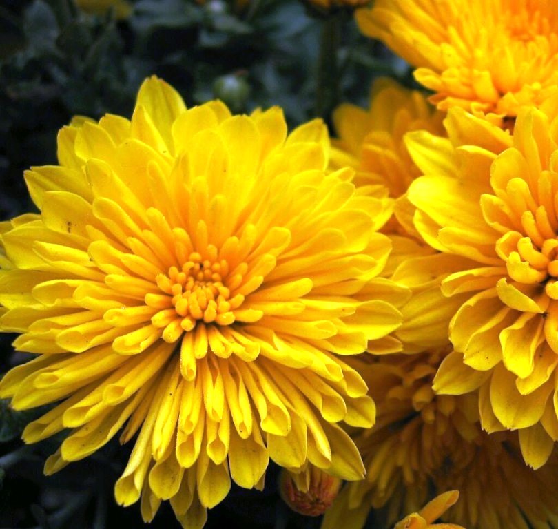 Хризантема мультифлора Валдо Еллоу