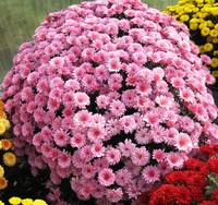 Хризантема мультифлора Бранхил Лилак