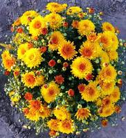 Хризантема мультифлора Желтый Взрыв