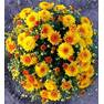 Хризантема мультифлора Желтый Взрыв