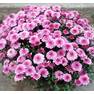Хризантема мультифлора Дестино Пинк