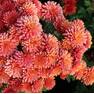 Хризантема мультифлора Дистина Оранж