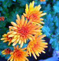 Хризантема мультифлора Изольда оранж услада