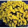 Хризантема мультифлора Золотой Эльф