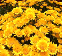 Хризантема мультифлора Керри