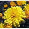Хризантема мультифлора Конако Еллоу