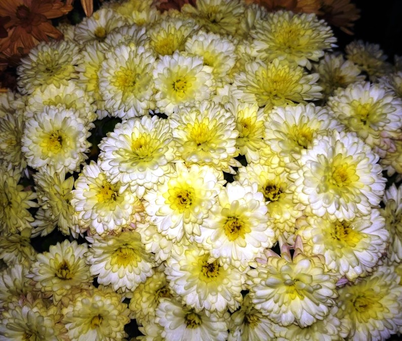 Хризантема мультифлора Лаймй