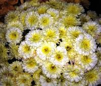 Хризантема мультифлора Лаймй