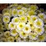 Хризантема мультифлора Лаймй