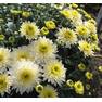 Хризантема мультифлора Лесконил Вайт