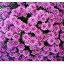 Хризантема мультифлора Лиловая
