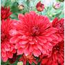 Хризантема мультифлора Магдален Ред