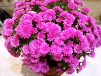 Хризантема мультифлора Маргарита