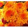 Хризантема мультифлора Малфетта Оранж