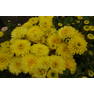 Хризантема мультифлора ярко Желтая