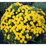 Хризантемы мультифлора Гиги Еллоу