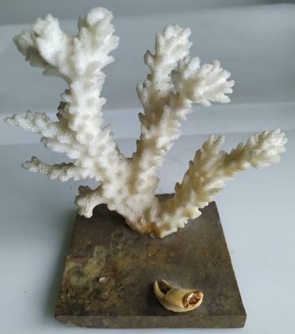 Белый коралл. Sh9106sw коралл пластиковый (мягкий) белый 34х7х26см (sh9106sw). Натуральный коралл. Продам коралл. Продам коралл.