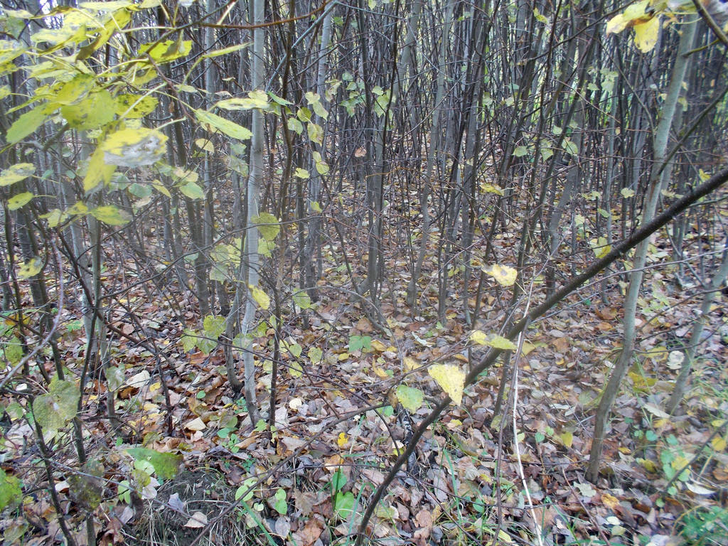 кустарники на опушке леса. кусты в лесу. природа забайкалья багульник. лиловый подлесок пожелтел и под ним. кустарники подлеска.