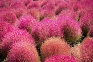 Hitachi-Seaside-Park-Japan