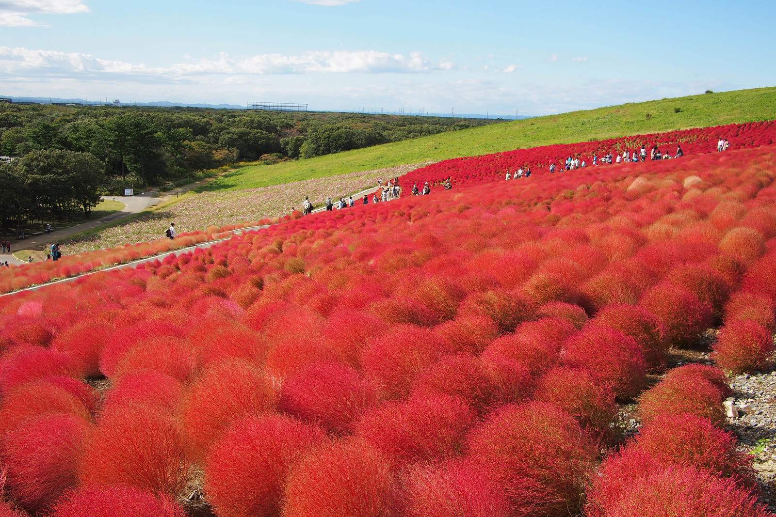 hitachi-seaside-park5