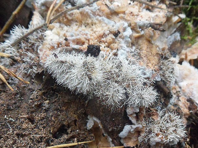 Tilachlidium brachiatum
