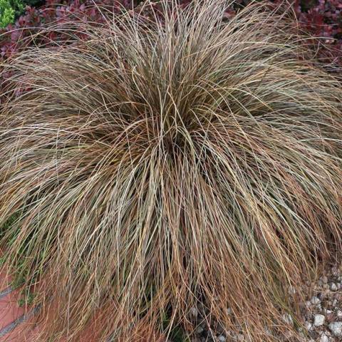 CarexBronze Perfection