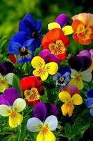 VFL.RU - ваш фотохостинг