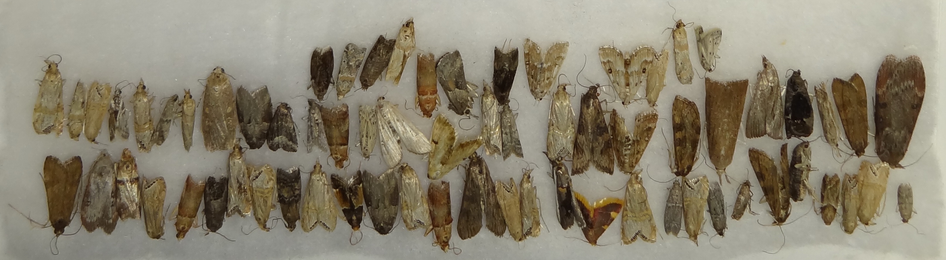 Micro Astrakhan 2 - 69ex. 2.08-9.08.2019