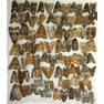 Noctuidae 3 KUNASHIR- 93ex. 2-4.09.2019