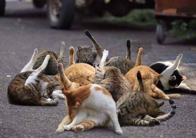 коты1