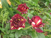 VFL.RU - ваш фотохостинг