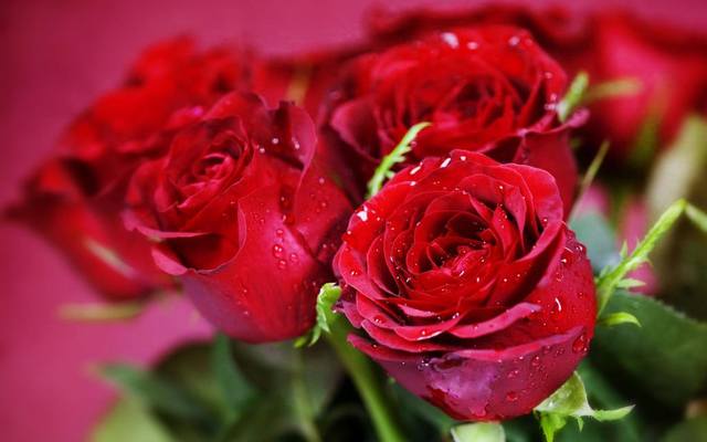 nature-flowers-bouquets-rose-red-close-macro-holidays-valentine-plants-high-quality