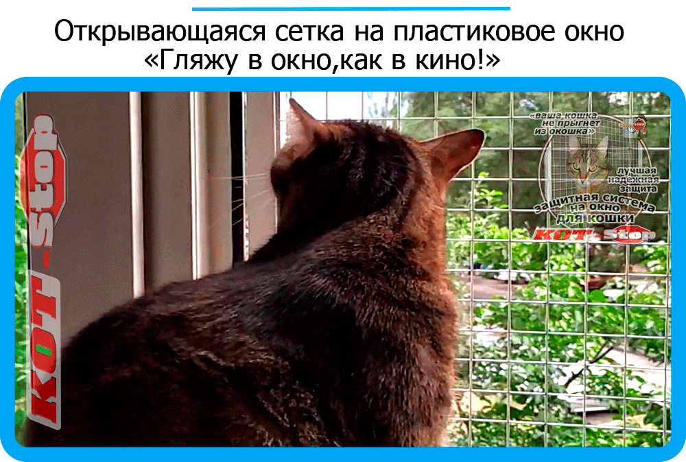 Включи кот стоп. Решетка для котов на окно. Антикошка картинка для вставки.