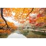 Fall-Leaves-1-1