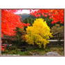 MitakeNov19Ginkgo FallColorRAW 11FRR