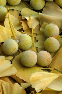 ginkgo biloba 2