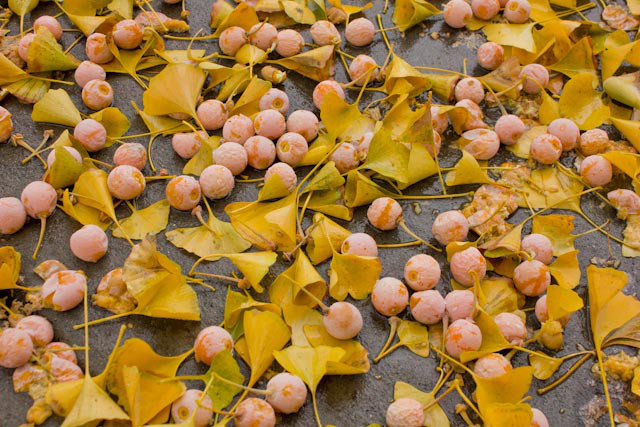 content gingko biloba nut1