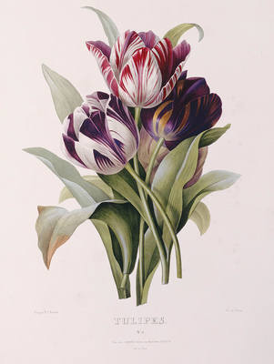 28645736_m.jpg