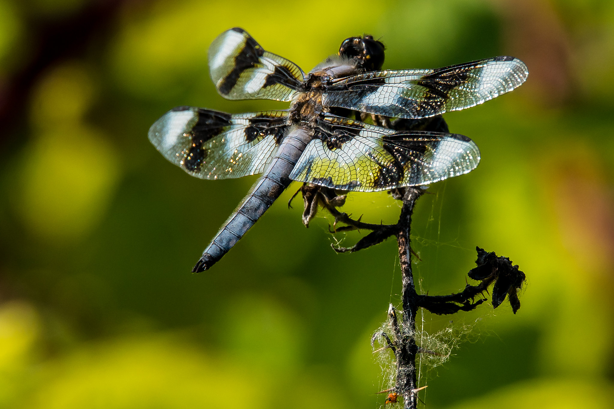 Dragonfly