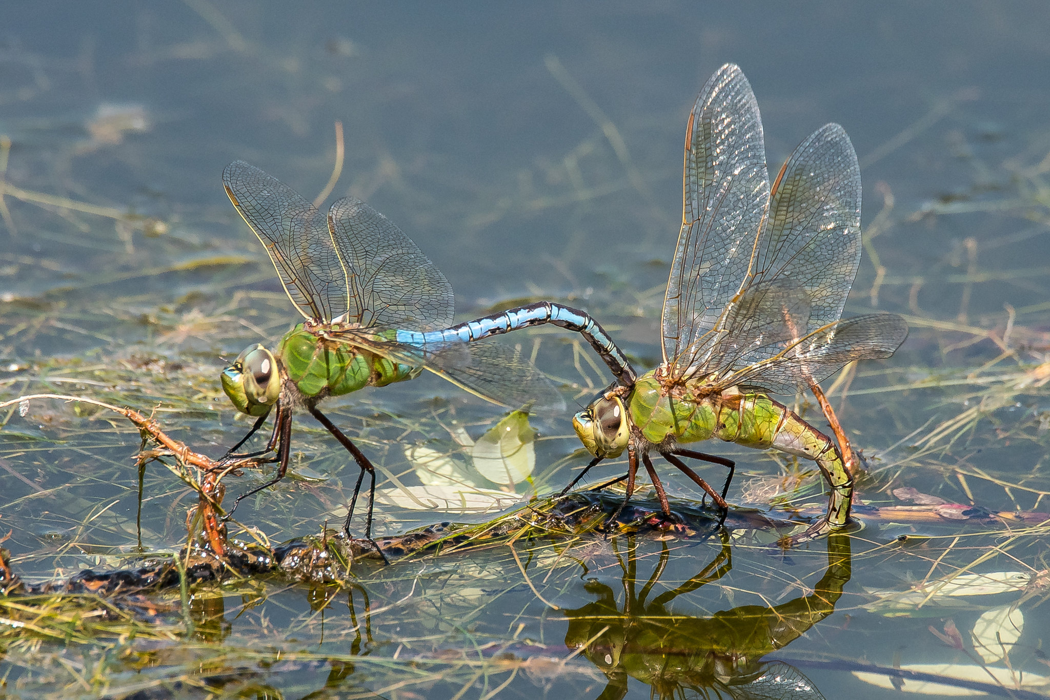 Insuring the next generation of Dragonflies