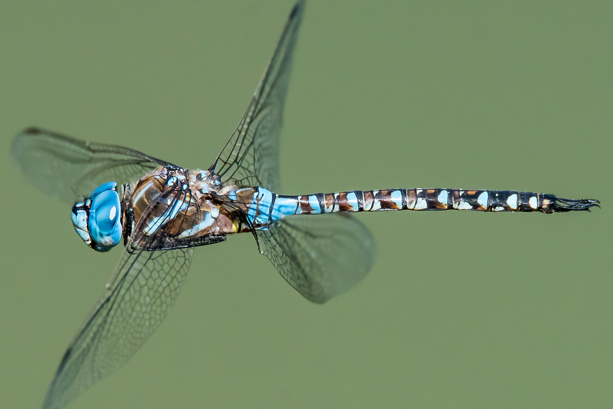 Dragonfly Hovers over Pond