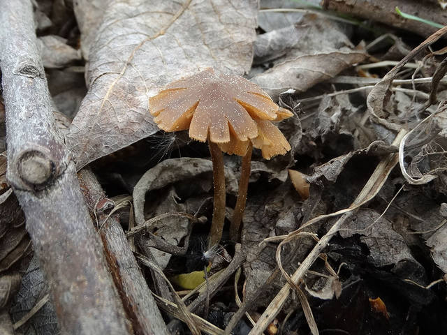 Наукория (5)