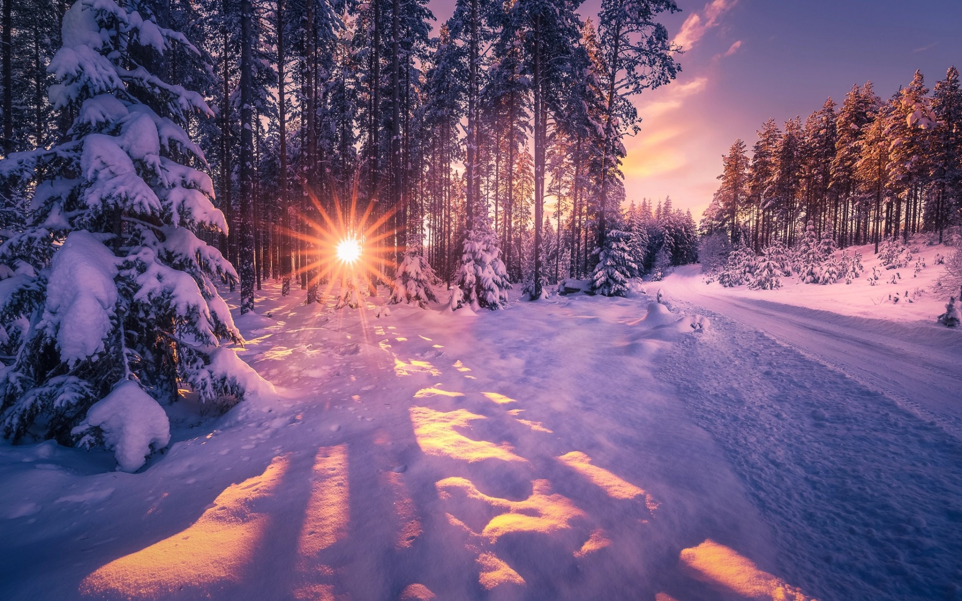 winter-forest-snow-sunset-evening
