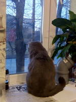 VFL.RU - ваш фотохостинг